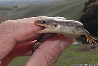 Variegated Skink