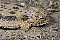 Flat-tail Horned Lizard