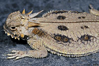 Flat-tail Horned Lizard