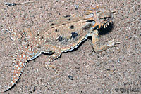 Flat-tail Horned Lizard