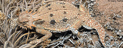 Flat-tail Horned Lizard