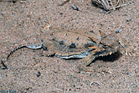 Flat-tail Horned Lizard