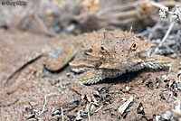 Flat-tail Horned Lizard