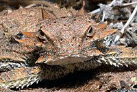 Flat-tail Horned Lizard