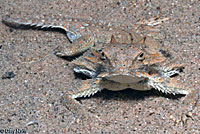 Flat-tail Horned Lizard