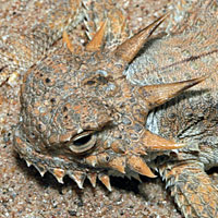 Flat-tail Horned Lizard