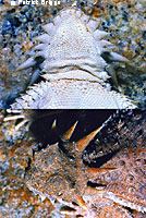 Flat-tail Horned Lizard