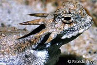 Flat-tail Horned Lizard