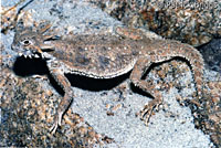 Flat-tail Horned Lizard