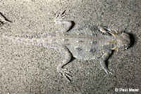 Flat-tail Horned Lizard