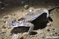 Flat-tail Horned Lizard