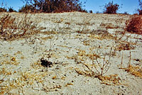 Flat-tail Horned Lizard Habitat