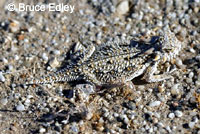 Flat-tail Horned Lizard