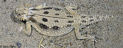 Flat-tail Horned Lizard