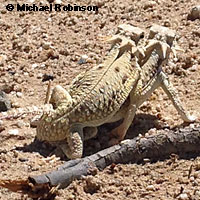 Flat-tail Horned Lizard