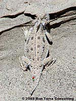 Flat-tail Horned Lizard