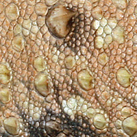 lizard skin