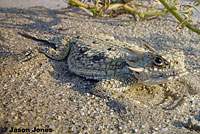 Flat-tail Horned Lizard