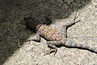 Mearns' Rock Lizard