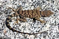 Mearns' Rock Lizard