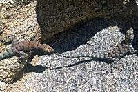 Mearns' Rock Lizard