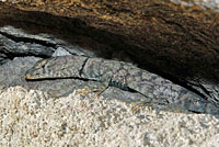 Mearns' Rock Lizard