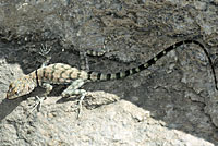 Mearns' Rock Lizard