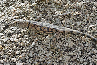 Mearns' Rock Lizard