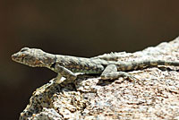 Mearns' Rock Lizard