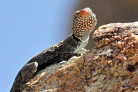 Mearns' Rock Lizard