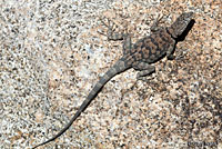 Mearns' Rock Lizard