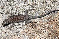 Mearns' Rock Lizard