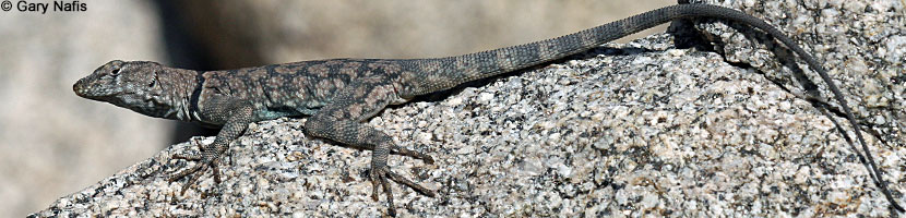 Mearns' Rock Lizard