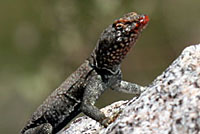 Mearns' Rock Lizard