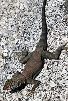 Mearns' Rock Lizard