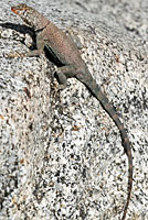 Mearns' Rock Lizard