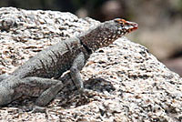 Mearns' Rock Lizard