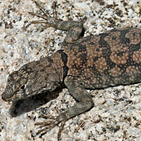 Mearns' Rock Lizard