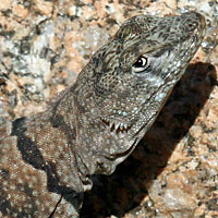 Mearns' Rock Lizard