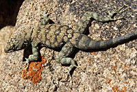 Mearns' Rock Lizard