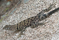 Mearns' Rock Lizard