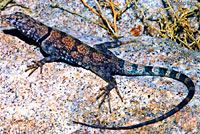 Mearns' Rock Lizard