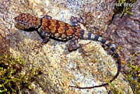 Mearns' Rock Lizard