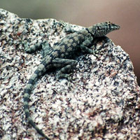 Mearns' Rock Lizard