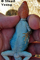 Mearns' Rock Lizard