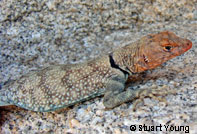 Mearns' Rock Lizard