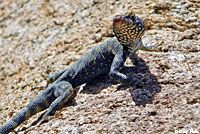 Mearns' Rock Lizard