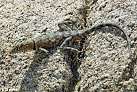 Mearns' Rock Lizard