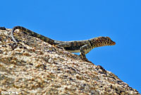 Mearns' Rock Lizard