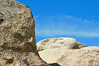 Mearns' Rock Lizard